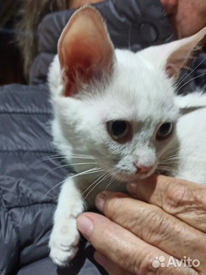 Белый котенок