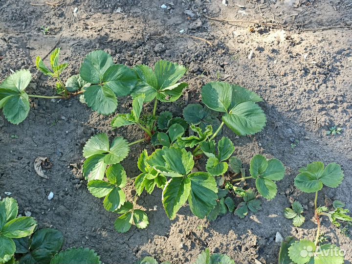 Клубника сорт Азия