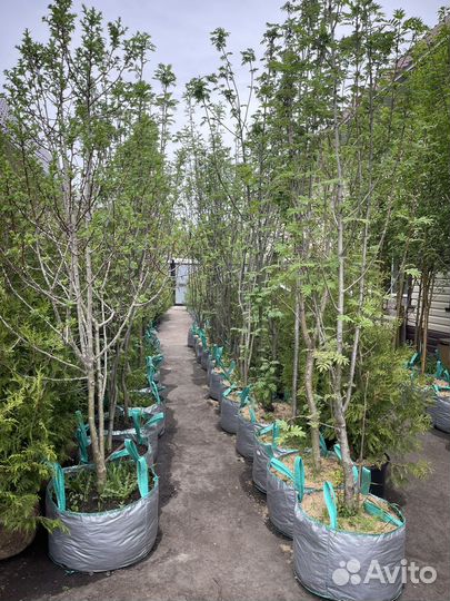 Саженцы декоративных Деревьев