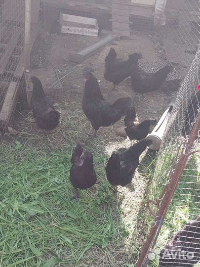 Цыплята Ухейилюй петухи Легбар Маран черно-медный