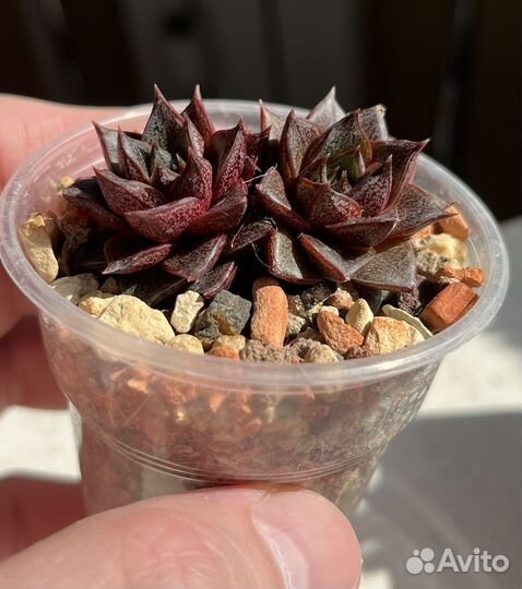 Детки суккулентов в стаканчиках. Эхеверии, седумы