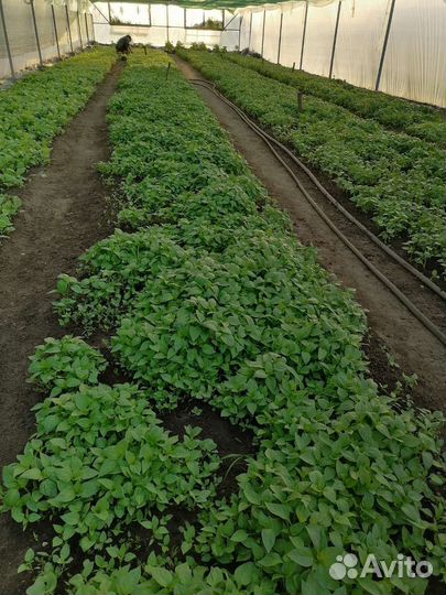 Рассада баклажан и перца