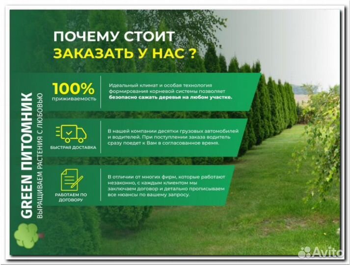 Изгородь живая