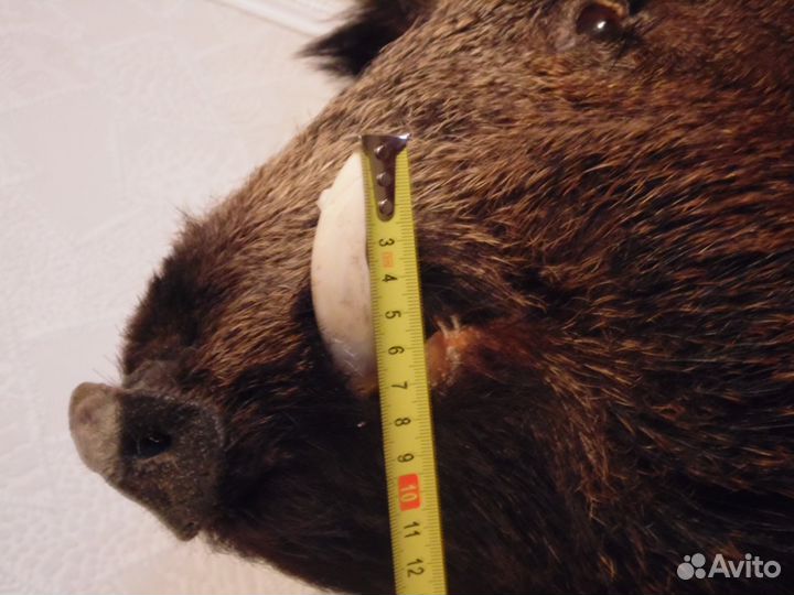 Чучело головы кабана