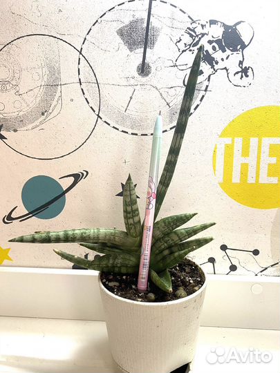 Сансевиерии сортовые