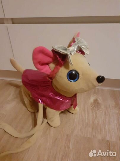 Собака Чичилав