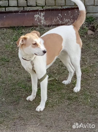 Дейзи стерилизованная в добрые руки