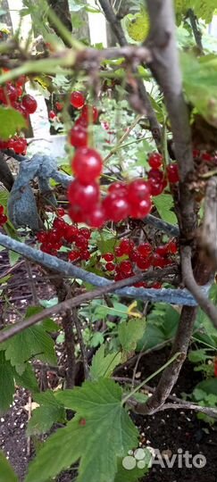 Саженцы малины, вишни,смородины,крыжовника