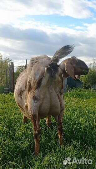 Англо нубийские козлик