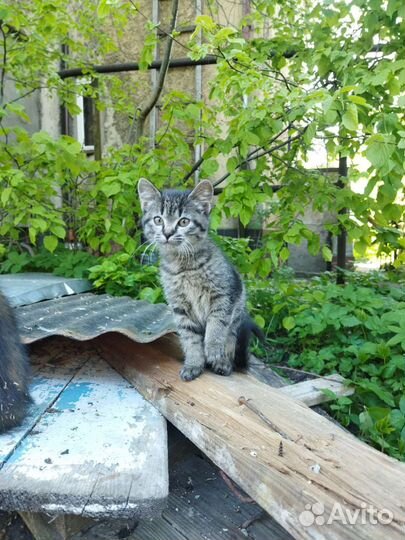 Кошка-крысоловка