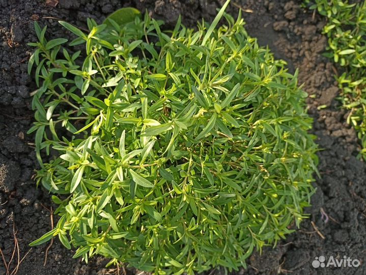 Душица чабрец,эхинацея,куст и рассада душицы, мята