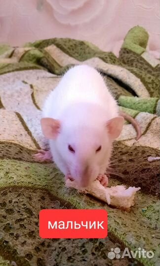 Декоративная крыса дамбо