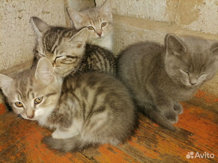 Домашние животные котята