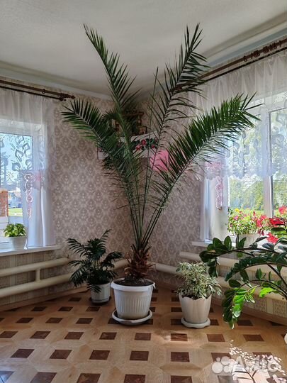 Финиковая пальма