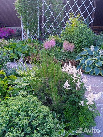 Многолетние растения из своего сада