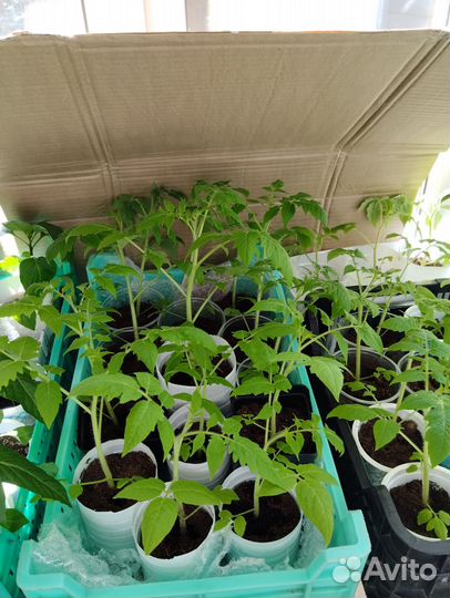 Рассада помидор и перцев