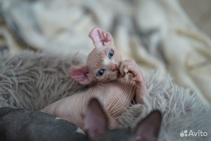 Котята сфинкс эльф