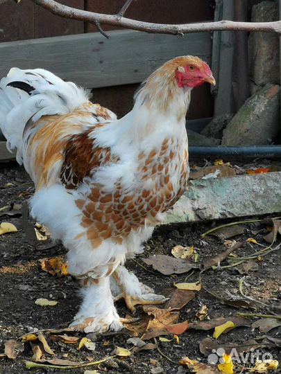 Куры брама белое золото