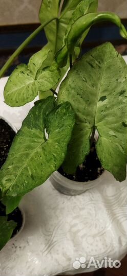 Комнатные цветы