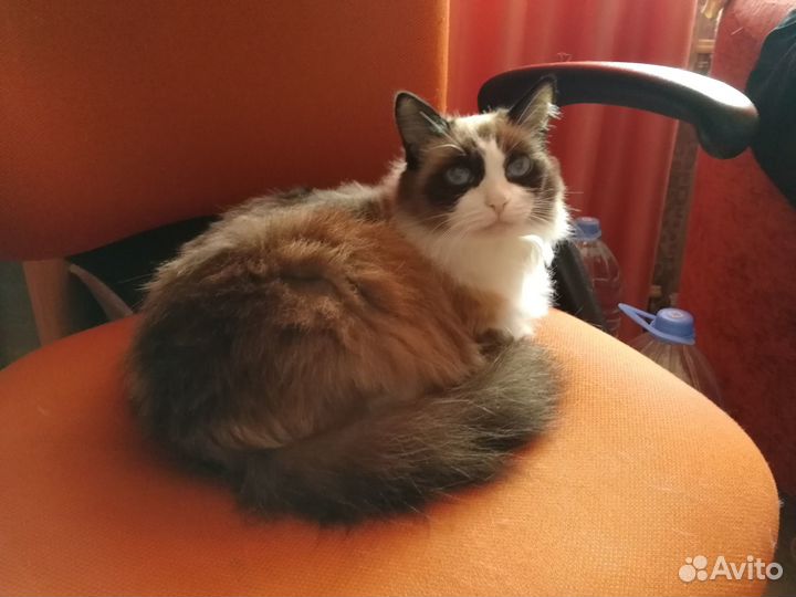 Котенок девочка (2 месяца или моложе)