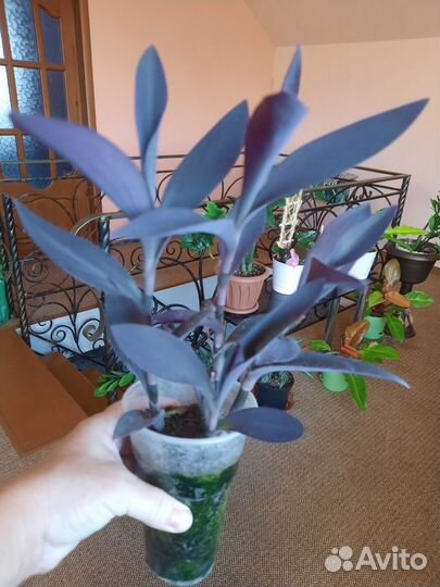 Традесканция и каллизия