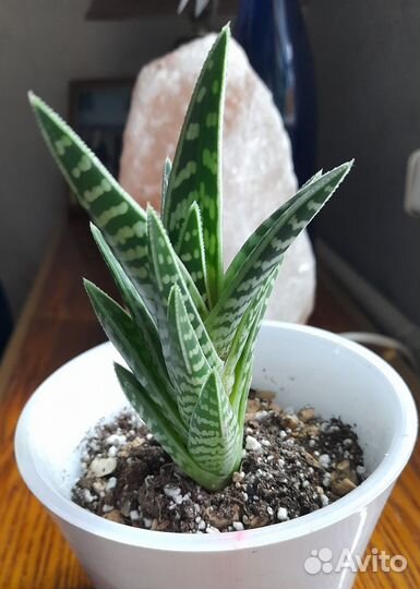 Алое Пестрое Тигровое