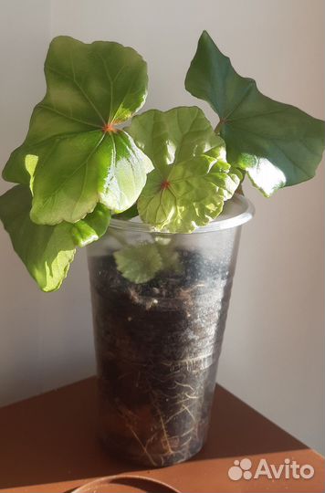 Комнатные цветы