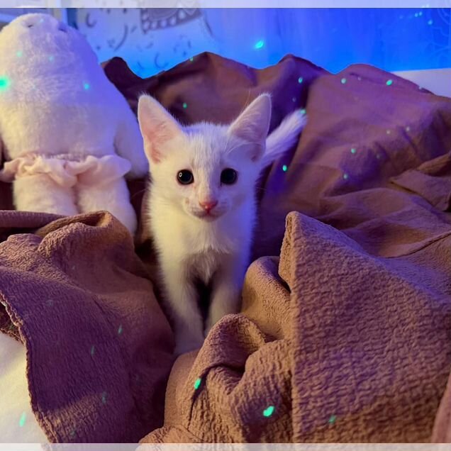 Турецкая ангора котёнок