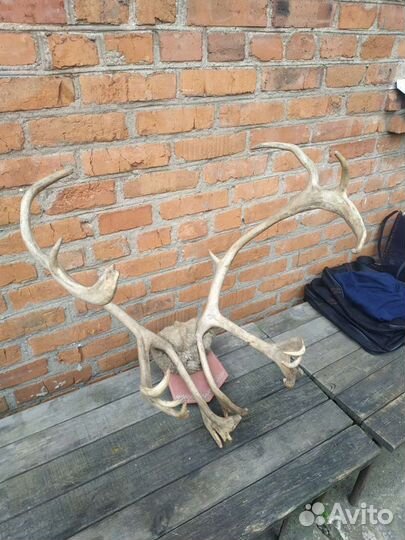 Оленьи рога