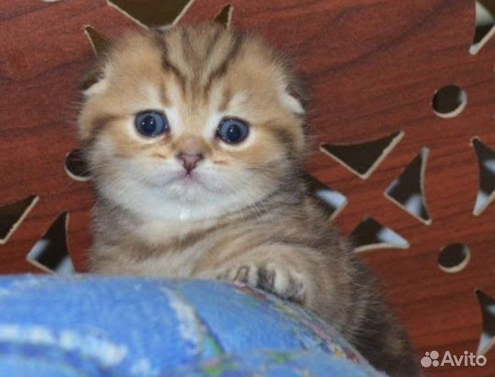 Золотые шотландские котята