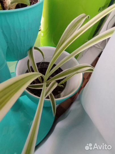 Хлорофитум 2 вида по 150 и Оксалис(кислица)