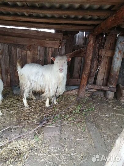 Козел зааненский