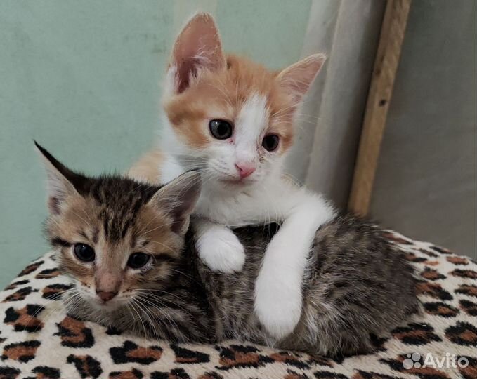Котята девочки 1,5 месяца