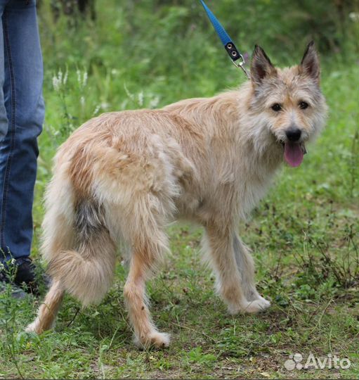 Собака Пчёлка