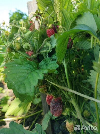 Земляника садовая
