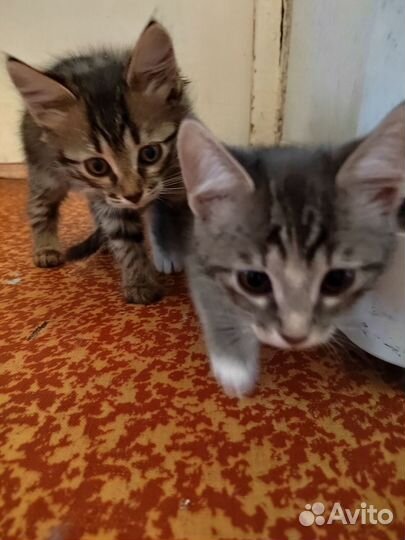 Кошка в дар