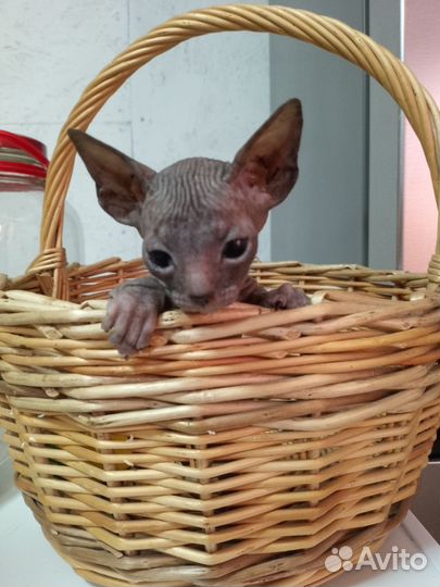 Донской сфинкс котята