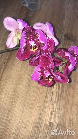 Орхидея бабочка