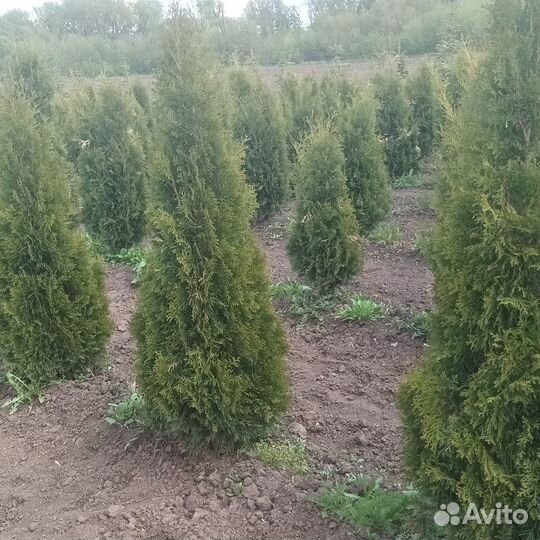 Питомник хвойных растений