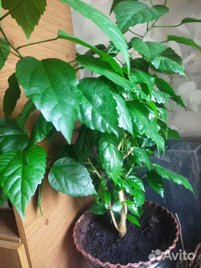 Гибискус китайская роза