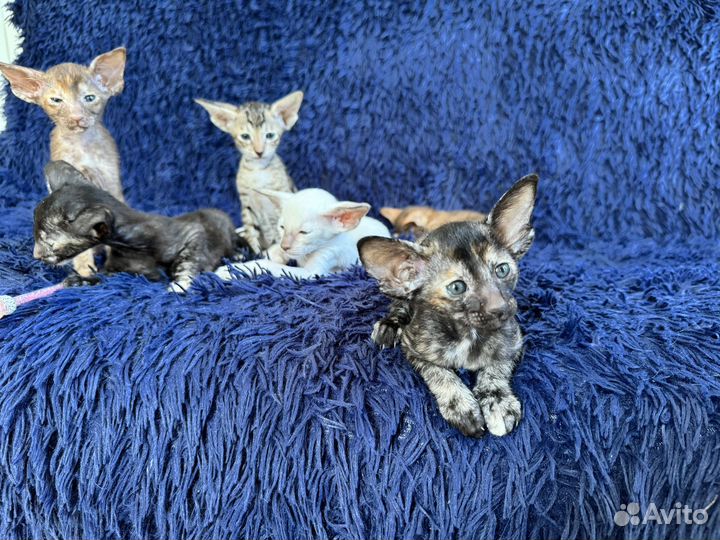 Ориенталы от титулованных родителей с документами