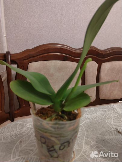 Орхидея фаленопсис Руби, 2,8 с цветоносом