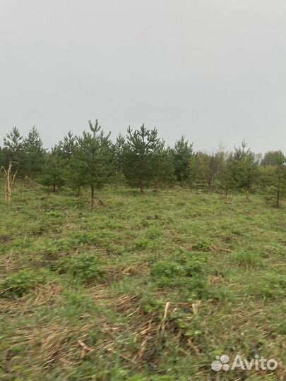 Продажа живых сосен с корнем