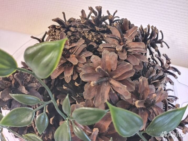 Шишки сосновые для поделок декора интерьера