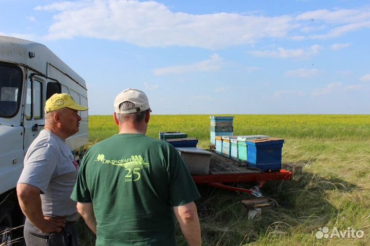 Мёд оптом, своя пасека, от 1 кг - Астрахань