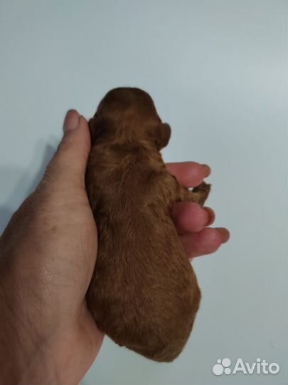 Той-пудель ред braun щенки