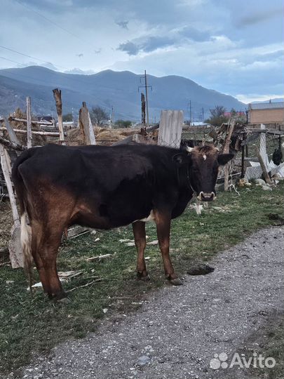 Коровы дойные