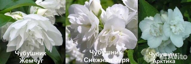 Чубушник и сирень махровая