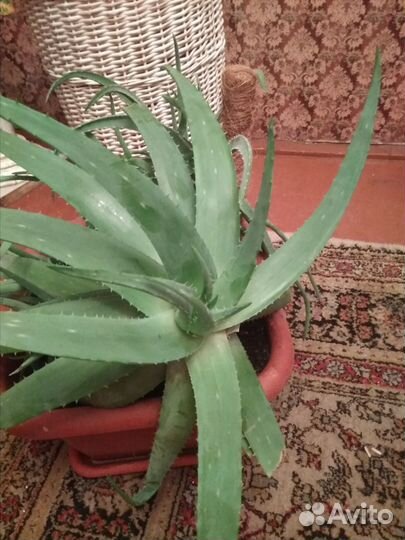 Алоэ столетник