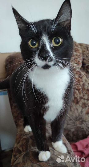 Коты и кошки приюта